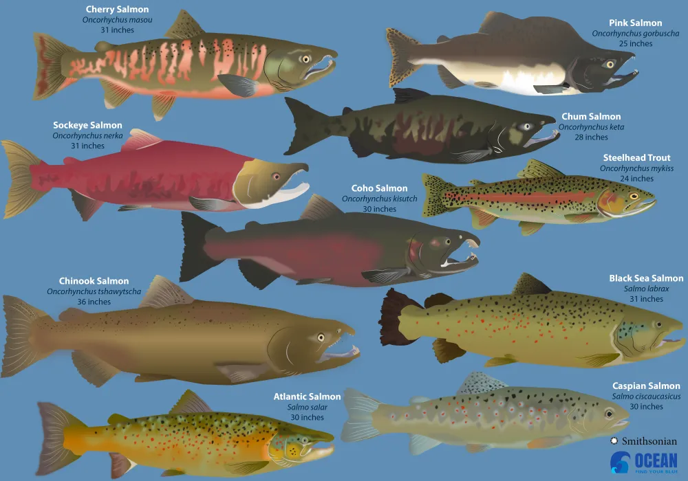 Atlantic Salmon vs Pacific: The Tale of Two Seas' Catch