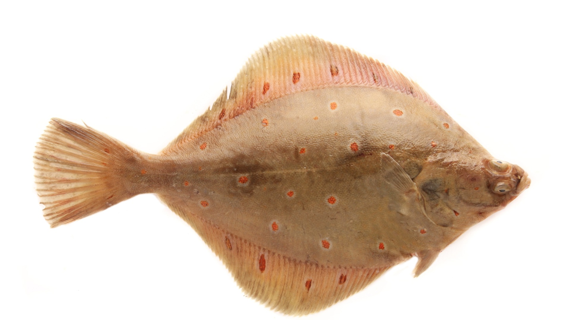 What Is Sole Fish: Discovering the Delicate Flavor of Sole