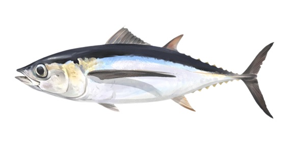 Yellowfin vs Yellowtail Tuna: The Tuna Tangle Unraveled
