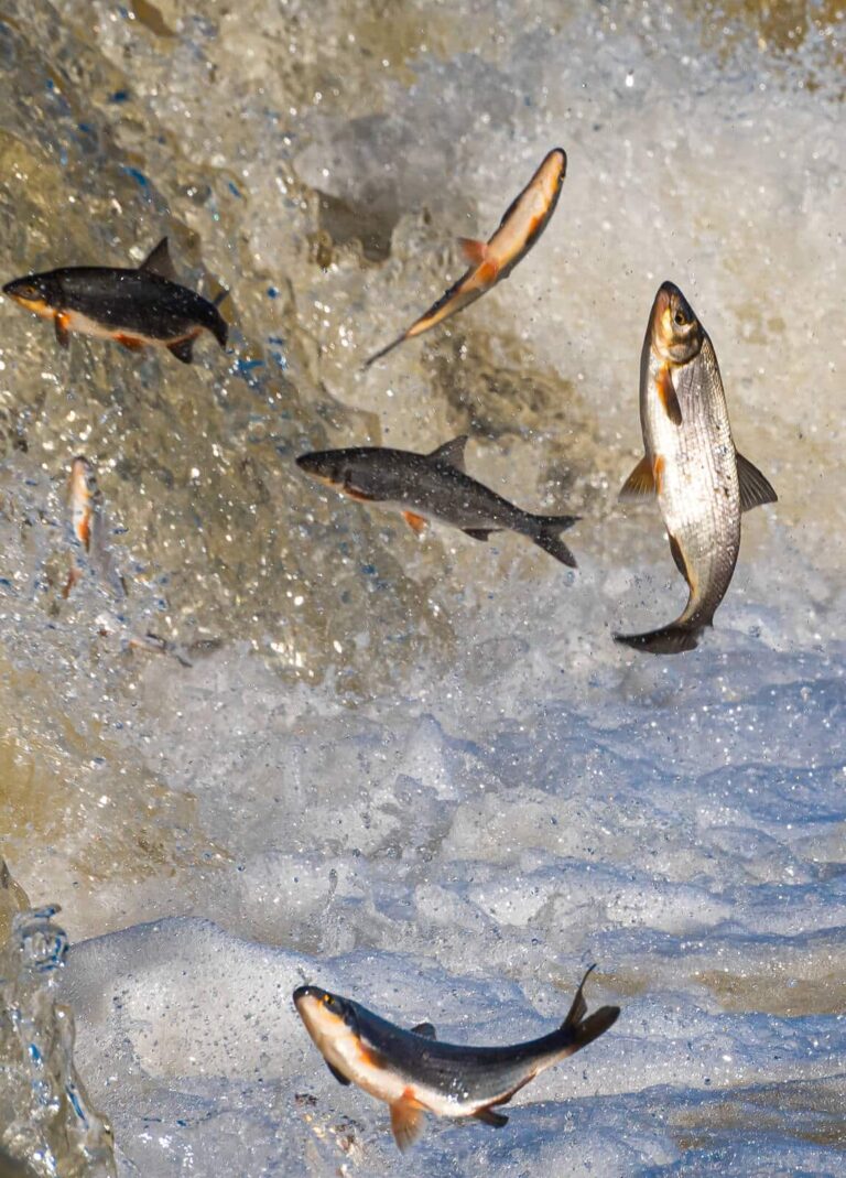 Atlantic Salmon vs Pacific: The Tale of Two Seas’ Catch